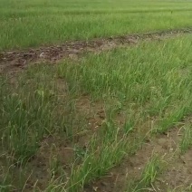 洋葱苗基地专用