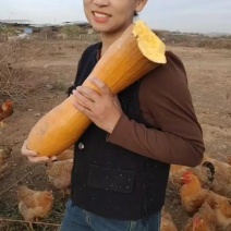 曲阳小伟，跑山鸡