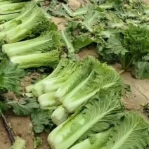 秋绿60白菜大量出售