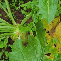 四川大头菜