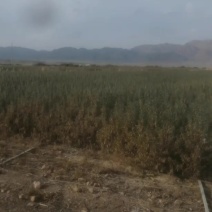 新疆沙棘苗沙棘果苗易成活根系发达挂果多自家基地直发技术指导