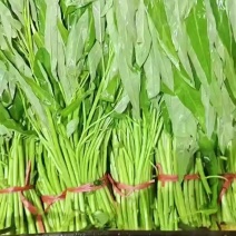 精品空心菜