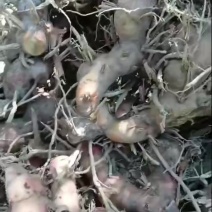 广东潮汕红皮南姜