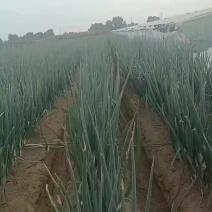 河北保定清苑大葱大量供应