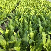 河北精品油麦菜产地直发一手货源保质保量欢迎随时电话联系
