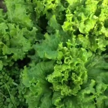 河北意大利生菜产地直发一手货源保质保量欢迎随时电话联系
