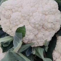河北精品松花花菜产地直发一手货源保质保量全国发货