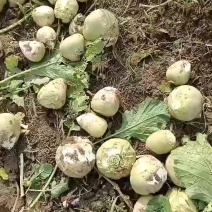 芥菜疙瘩大量上市中有需要老板联系我哦