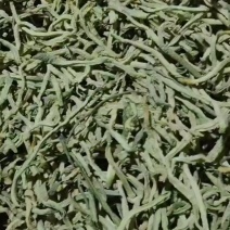 水果箩卜干，丝
