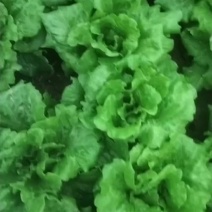 意大利生菜