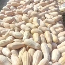 云南富民县精品南瓜