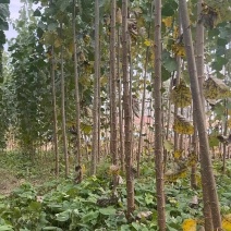 杨树苗