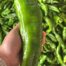 301辣椒，需要的滴滴，江苏东台货