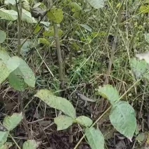 50公分以上核桃苗大量出售
