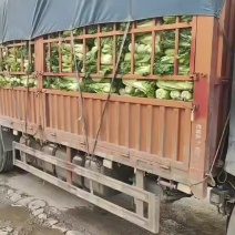 秋绿白菜