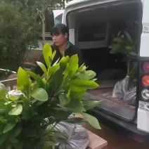 大叶相思树苗，马占相思树苗，造林复绿