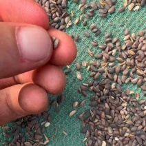二次沉水的精品落水籽饱满度98以上