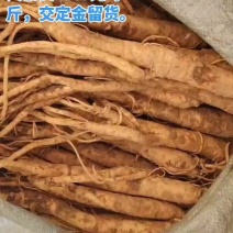 威宁党参