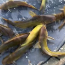 黄骨鱼