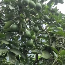 70亩无籽青柠檬转租