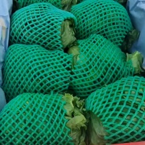 生菜球