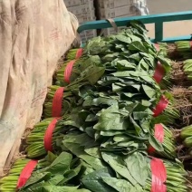 精品本地菠菜