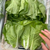 毛白菜杭白菜快菜精品统货