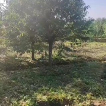 苗圃大量出售15公分青叶碧桃