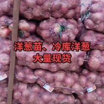 洋葱