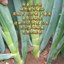 一代杂交高端品种夏胜