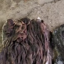 牛百叶长期大量供应