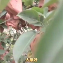 晚秋梨大量上市