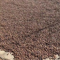 湖北麻城老品种，山茶籽