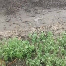 豌豆苗自产自销