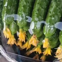 旱黄瓜大量有货