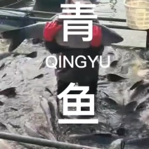 青鱼大小规格齐全欢迎联系