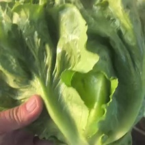 河北意大利生菜产地直发一手货源保质保量欢迎随时电话联系