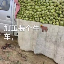 白萝卜