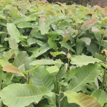 基地直供紫油厚朴中药材厚朴树苗量大价优可谈