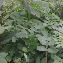 基地直供五倍子迟倍子树苗量大价格可谈