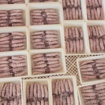 源头价格，品质稳定，量大从优，可长期合作