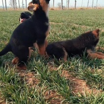 德牧犬德牧幼犬纯种德牧幼犬护卫犬放牛放羊犬