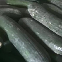 吊冬瓜大量现货供应，欢迎咨询