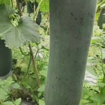 吊冬瓜大量供应