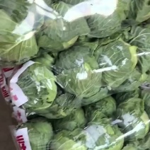 河北精品甘蓝产地直发一手货源保质保量欢迎随时电话联系