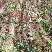 酱菜厂小青头萝卜大量有货，货源充足