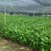 绿植万能青