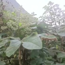 大通草树苗需要的可以联系