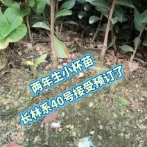 小杯苗