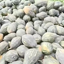 韶关香芋南瓜，蜜口香甜，口口回甘，味美价廉，市场秒抢空